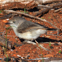 Chestnut-rumped Thornbill